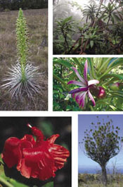 Photographs from *Endangered Plants and Threatened Ecosystems on the Island 
of Hawaii*